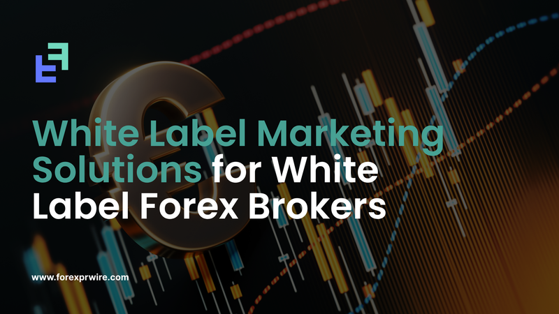 White Label Marketing Solutions for White Label Forex Brokers : The Fastest Way to Build Authority